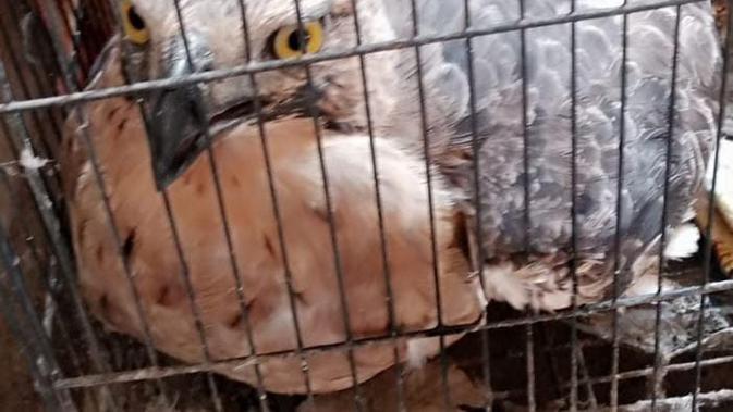 Elang Jawa Tabrak Jendela Rumah Warga Sukabumi hingga Pecah