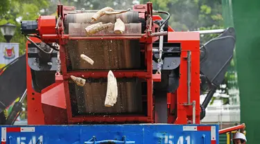 Penghancuran gading gajah dalam rangka memperingati Hari Gajah Sedunia yang jatuh pada 12 Agustus di salah satu fasilitas Dewan Taman Nasional (National Parks Board/NParks) Singapura, Selasa (11/8/2020). NParks memusnahkan 9 ton gading gajah senilai 18 juta dolar Singapura. (Xinhua/Then Chih Wey)