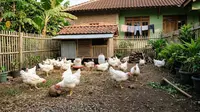 6 Tips Merawat Ayam Broiler agar Cepat Besar dan Sehat, Pertumbuhan Lebih Optimal