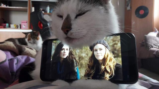 6 Aksi Kucing Bantu Majikan Nonton Film di HP, Lucu Maksimal