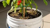 8 Tips Menanam Tomat Cherry Mini di Pot, Panen Melimpah di Halaman Rumah Minimalis