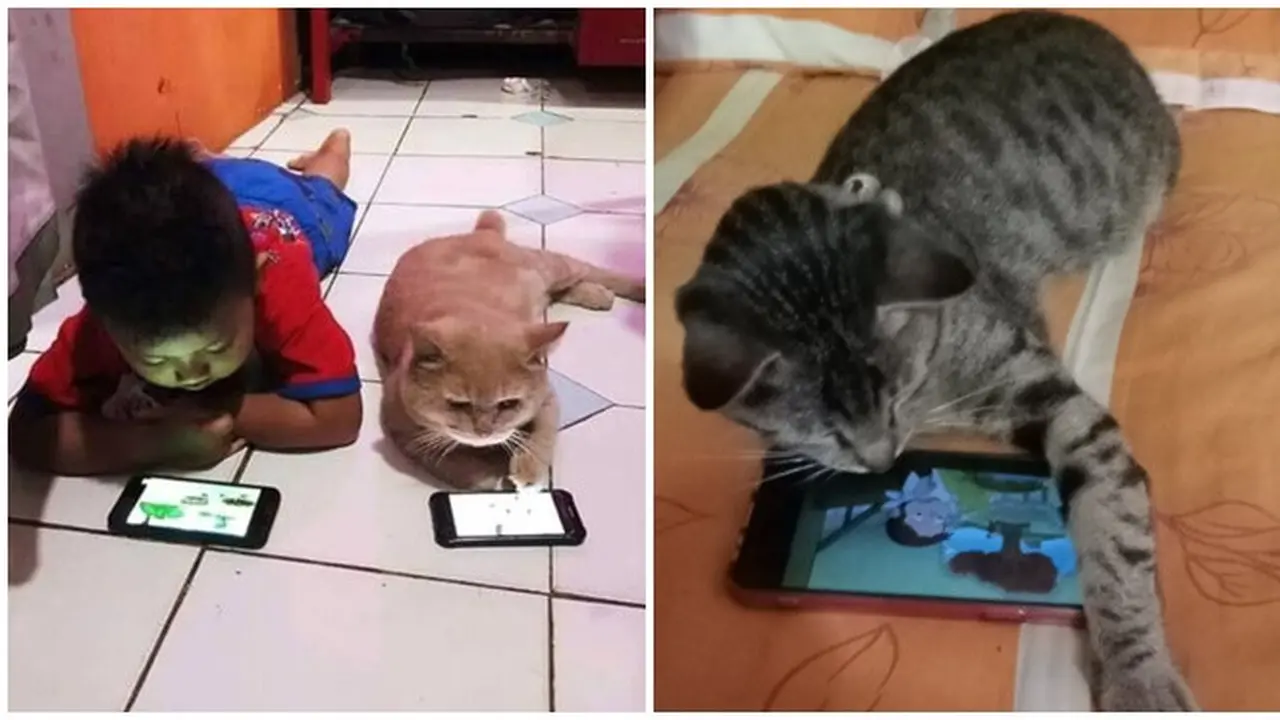 Bertingkah Seperti Manusia, 6 Potret Kucing saat Main HP Ini Bikin Gemas