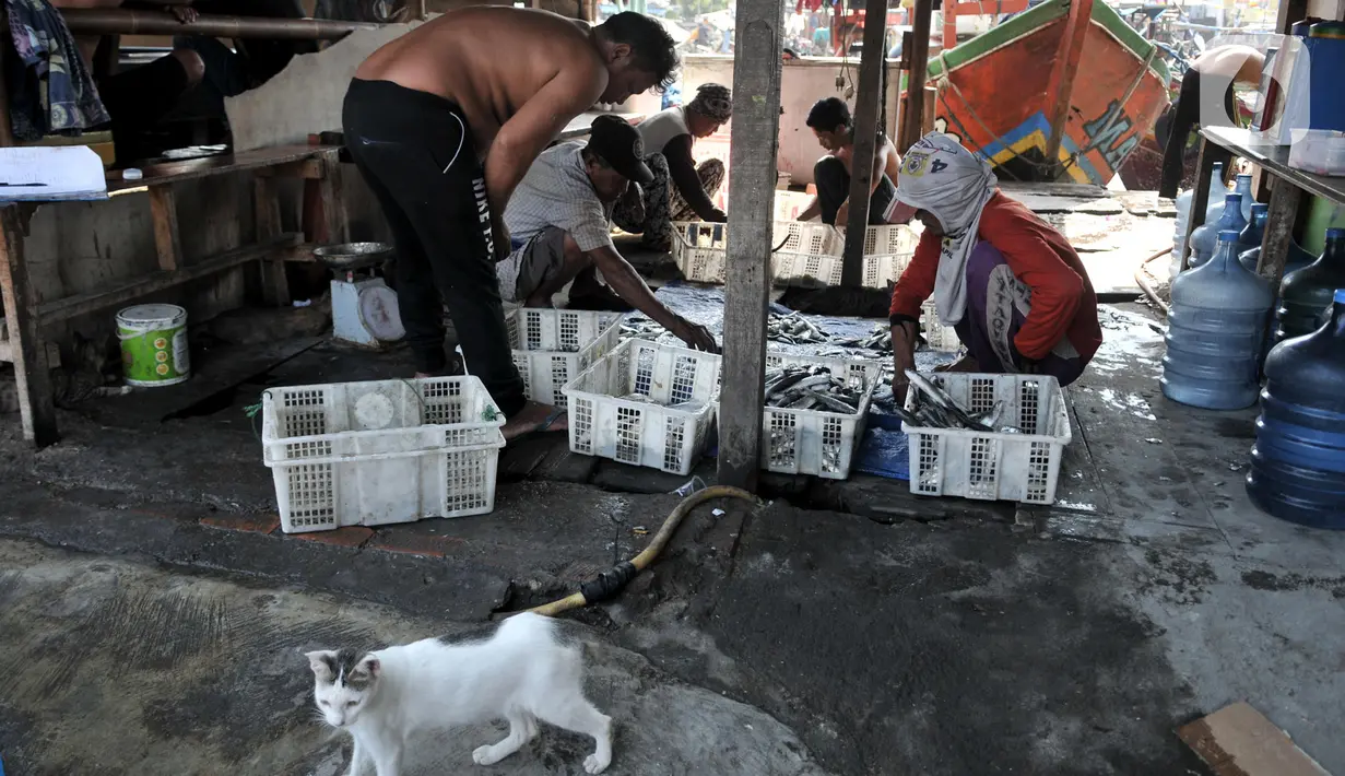 Sejumlah nelayan memilah ikan hasil tangkapan di pesisir Kampung Baru, Cilincing, Jakarta, Selasa (22/10/2019). Selain itu, sarana untuk anak-anak pun terbatas sehingga terpaksa bermain di daerah pesisir yang telah terkontaminasi sampah dan limbah. (merdeka.com/Iqbal Nugroho)