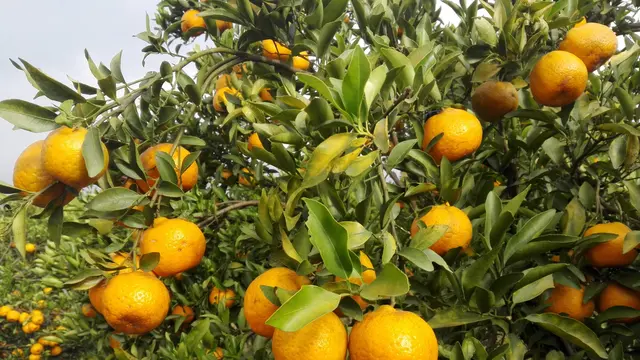 Jeruk dengan teknologi Buah Berjenjang Sepanjang Tahun (Bujang Seta)