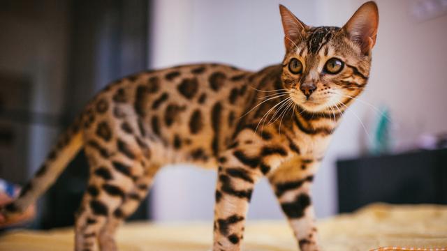 Bengal Cat