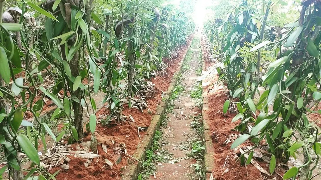 Cerita Akhir Pekan: Karier sebagai Petani Masih Menjanjikan?