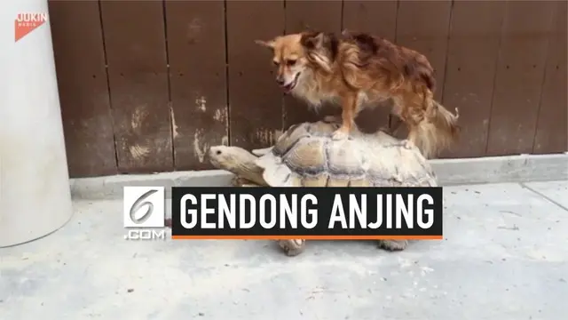 Pemandangan unik berhasil diabadikan seorang pejalan kaki. Di mana seekor kura-kura menggendong seekor anjing di pinggir jalan.