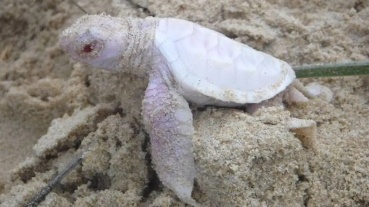 Kura-kura Albino 'Cantik' Terdampar di Pantai Australia