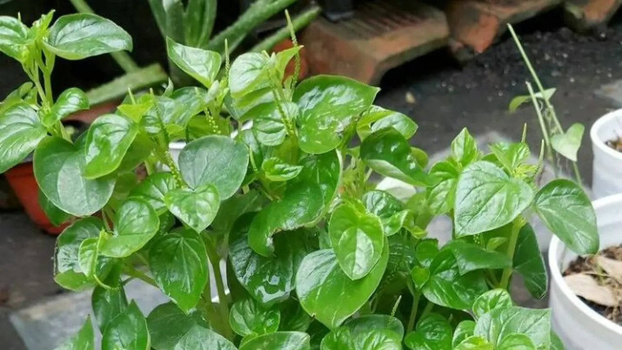 daun sirih cina
