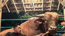Irfan Hakim sangat perhatian dengan hewan kurbannya, Wariso. Bahkan ada momen Irfan Hakim mengunjungi Wariso di jam 2 dinihari. Momen Irfan bersama Wariso ini berhasil curi perhatian warganet. (Liputan6.com/IG/irfanhakim75)