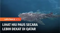 Tak hanya terkenal dengan gurun pasirnya, Qatar ternyata juga memiliki keindahan laut yang mempesona. Jika berkunjung ke negara tuan rumah Piala Dunia 2022 ini, wisatawan bisa mencoba perjalanan wisata bahari, sambil melihat sekumpulan hiu paus. Beri...