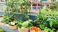 Kebun Sayur Atap Rumah, Solusi Ketahanan Pangan di Lingkungan yang Terbatas