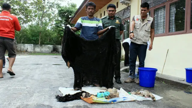 Beruang Madu