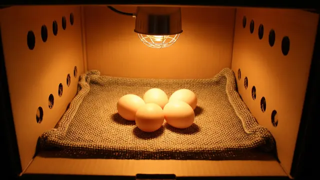 Cara Menetaskan Telur dengan Lampu