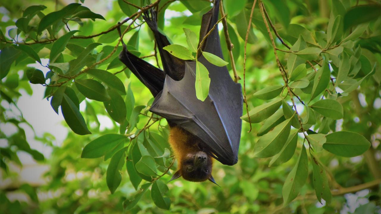 Penularan Virus Nipah