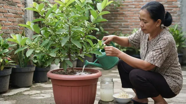 Cara Merawat Jambu Kristal dalam Pot Agar Cepat Berbunga dan Tidak Mudah Gugur