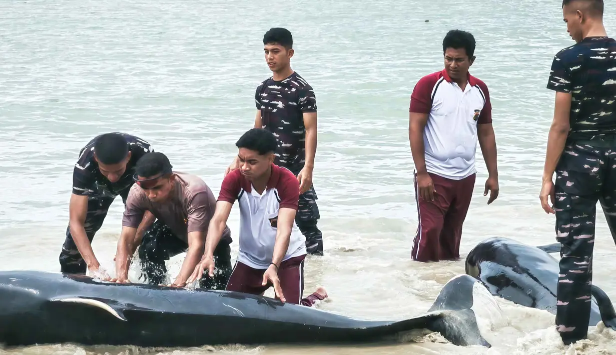 Lima ekor paus sudah dalam kondisi mati sejak awal ditemukan. Namun, jumlah paus yang mati terus bertambah menjadi 11 ekor dan akhirnya mencapai 21 ekor. Tampak dalam foto yang diambil pada 10 Maret 2026 menunjukkan petugas polisi bersama personel TNI AL berupaya menyelamatkan paus pilot yang terdampar di pantai Mbadokai, Desa Deranitan, Kabupaten Rote Ndao, Nusa Tenggara Timur (NTT), pada Senin 9 Maret 2026. (Foto: AFP)