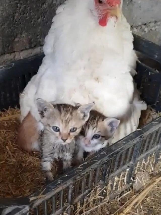 Viral Aksi Induk Ayam “Mengerami” Kucing Bikin Gemas Warganet