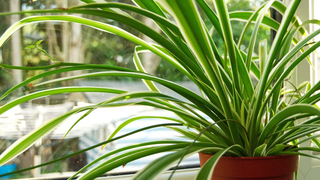 Cara Merawat Spider Plant agar Tetap Subur, dari Penyiraman hingga Tips Perbanyak Tanaman