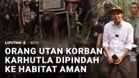 Selamat dari Karhutla, 2 Orang Utan Dilepasliarkan