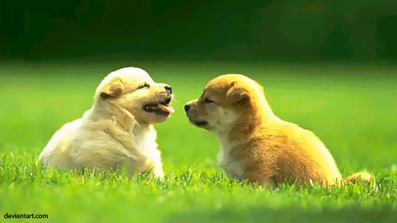 prilaku-anjing-130811b.jpg