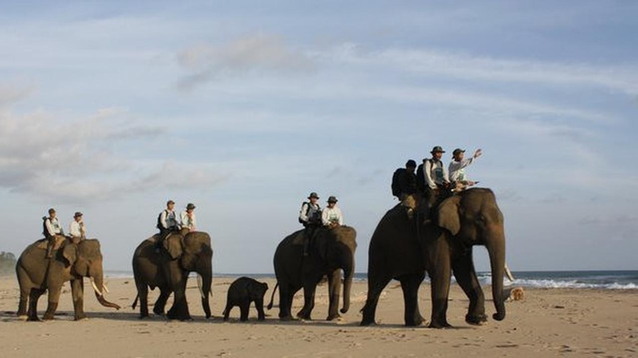 Ilustrasi gajah Sumatra. ©WWF-Indonesia/Supriyanto