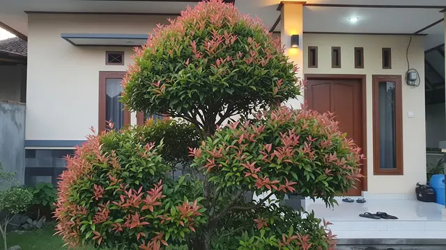 Pucuk Merah (Syzygium oleana)/Gemini AI