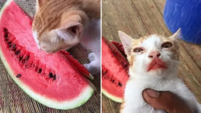 potret kocak kucing saat makan
