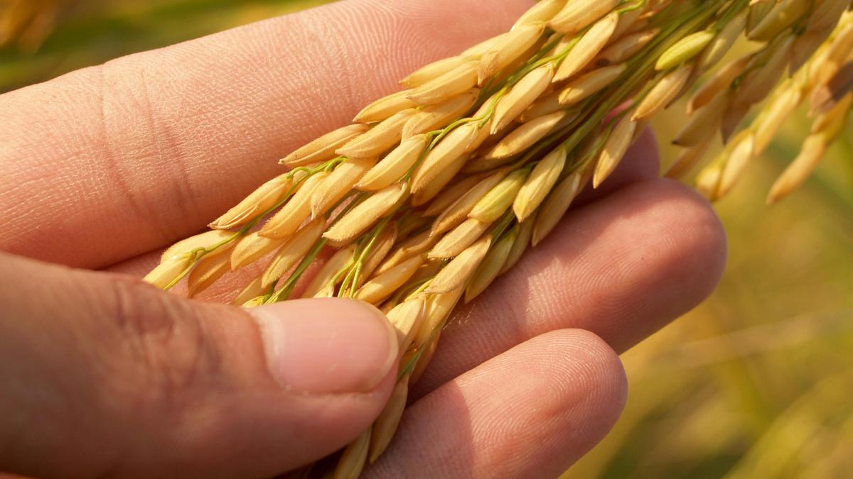 Manfaat Gandum untuk Kesehatan Tubuh dan Energi Sehari-hari
