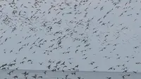 Ribuan burung migran beraktivitas di Pantai Cemara, Kabupaten Tanjungjabung Timur, Jambi. Pantai ini dalam siklus setahun Agustus hingga Maret selalu didatangi burung migran. (Liputan6.com / Dok BKSDA Jambi/ Gresi Plasmanto)