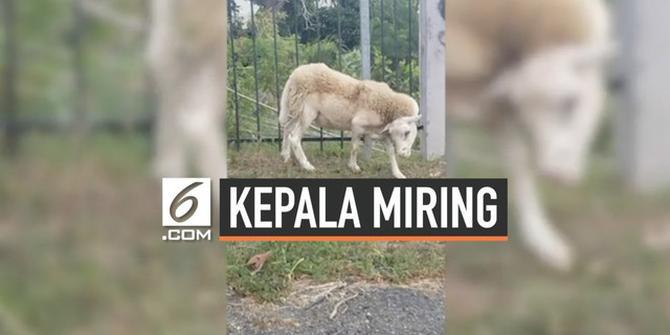 VIDEO: Alami Kondisi Aneh, Kambing Ini Berkepala Miring 90 Derajat