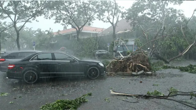 Pohon Tumbang di Jakarta