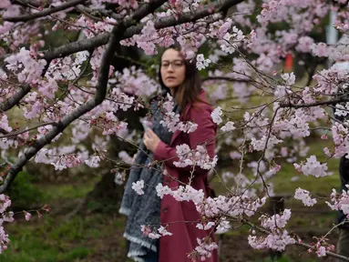 Seorang wanita melihat bunga Sakura yang bermekaran di Tokyo, Jepang (19/3). Bunga Sakura mekar pada akhir Maret hingga akhir Juni. Mekarnya bunga nasional Jepang ini menandai dimulainya musim semi. (Liputan6.com/Kazuhiro Nogi)