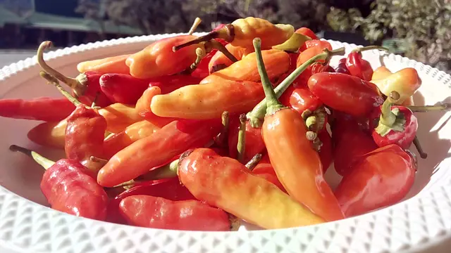 Cabai Inul merah, menjadi salah satu bahan utama gelaran sayambara sambal Papandayan