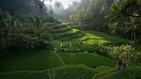 Macet Makin Parah, Wisata ke Ubud Bali Kian Tak Nyaman