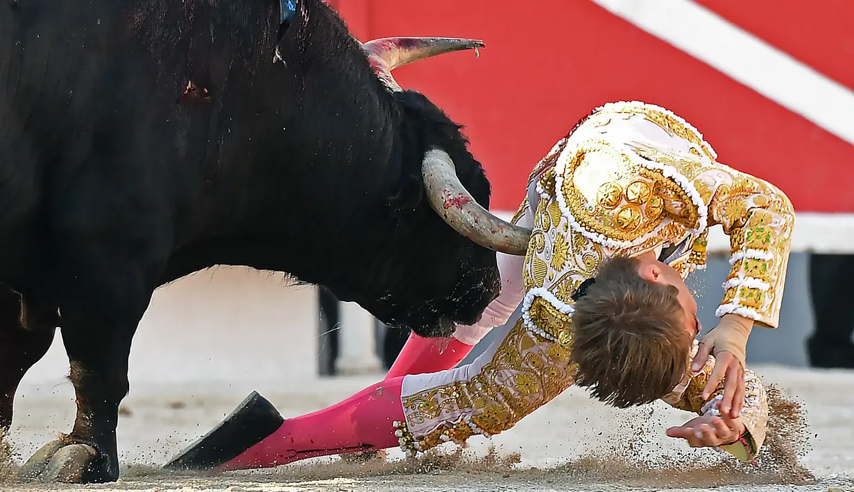 Seorang matador dari Prancis Andy Younes ditanduk oleh banteng Spanyol Jandilla saat kompetis Feria du Riz di Arles, Prancis (4/1). Matador muda ini tersungkur ke tanah usai ditanduk sang banteng. (AFP/Boris Horvat)