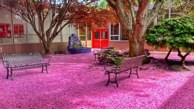 Bunga sakura
