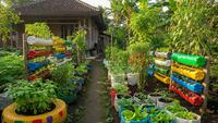 10 Tips Berkebun di Musim Hujan Agar Tanaman Tidak Busuk, Mudah dan Efektif