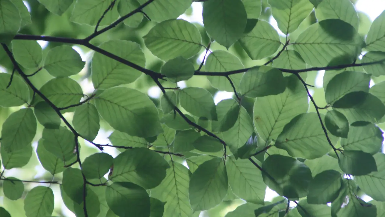 Daun Sirsak