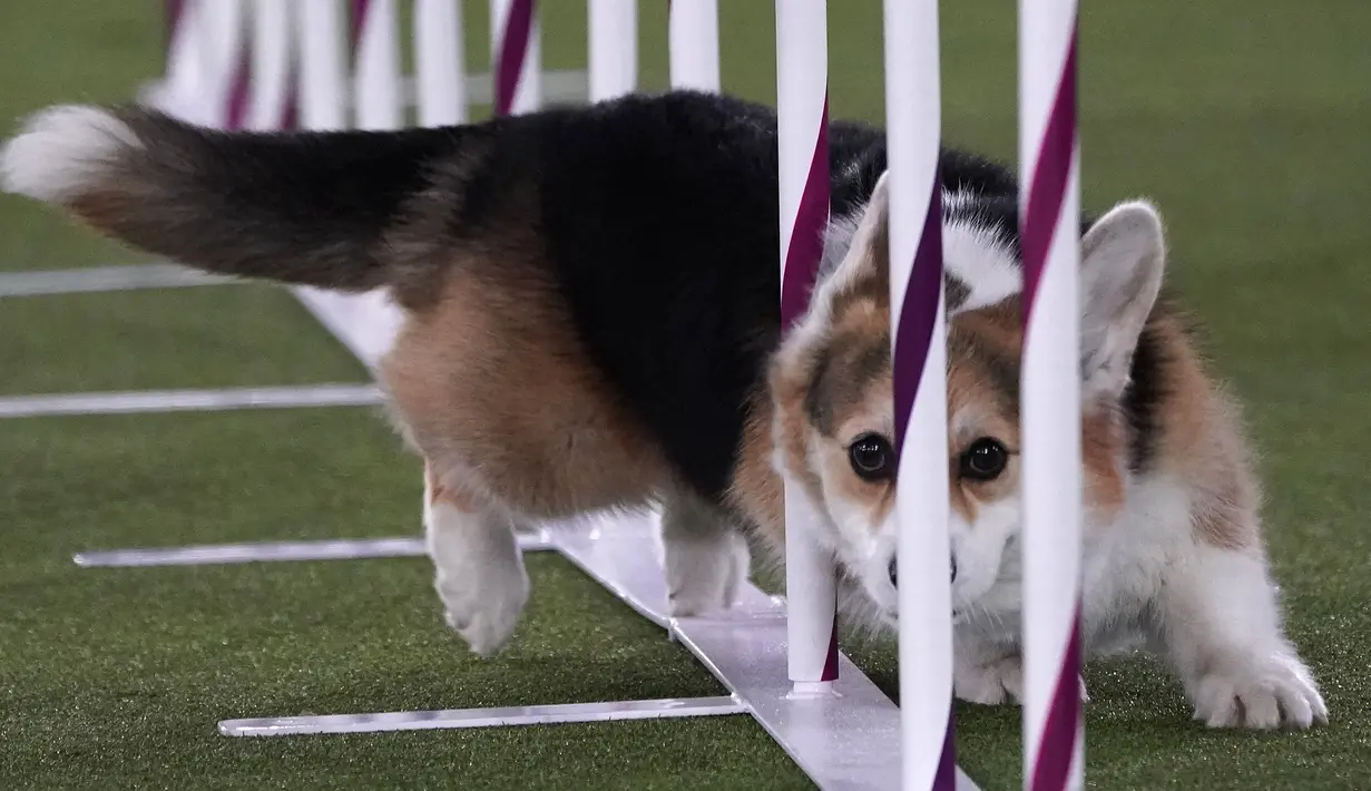 Seekor Pembroke Welsh Corgi saat Kejuaraan Kelincahan Master Tahunan ke-8 dalam Westminster Kennel Club Dog Show di Lyndhurst Estate, Tarrytown, New York, Amerika Serikat, 11 Juni 2021. Pandemi COVID-19 membuat Westminster Kennel Club Dog Show tahun ini digelar tanpa penonton. (TIMOTHY A. CLARY/AFP)