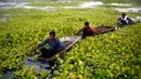 Warga desa memetik kastenye air dari sebuah kolam di Kanpur, Uttar Pradesh, India, Rabu (4/12/2019). Kastanye banyak mengandung serat, betakaroten, folat dan vitamin C. (AP Photo/Rajesh Kumar Singh)