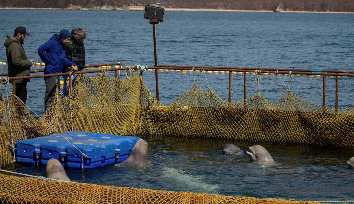 Para ilmuwan melihat paus beluga yang berenang dalam fasilitas penampungan di Primorsky, Rusia, Minggu (7/4). (Press Service of Administration of Primorsky Krai/Alexander Safronov/Handout via Reuters)
