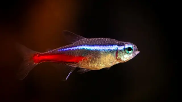Ilustrasi Ikan Hias/Photo by William F. Aicher on Unsplash