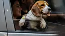 Seekor anjing peliharaan terlihat dalam mobil saat pemberkatan drive-thru hewan peliharaan di Manila, Filipina, 4 Oktober 2020. Pemberkatan drive-thru hewan peliharaan tersebut diadakan di tengah pandemi COVID-19 untuk merayakan Hari Hewan Sedunia setiap tanggal 4 Oktober. (Xinhua/Rouelle Umali)