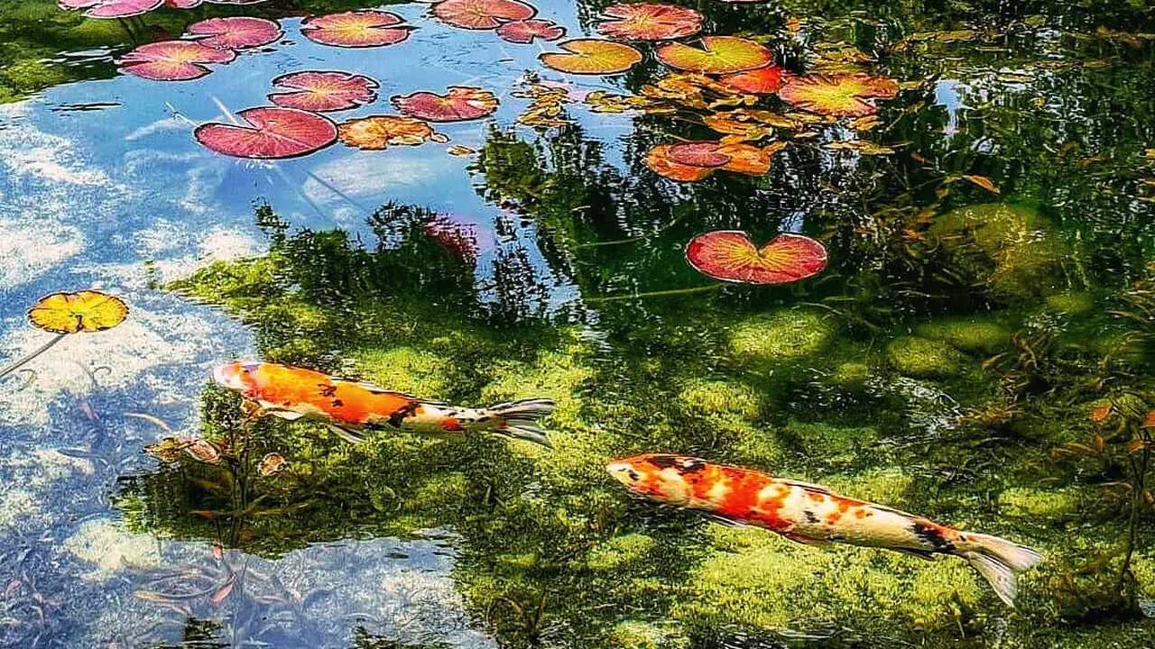 Kolam Monet
