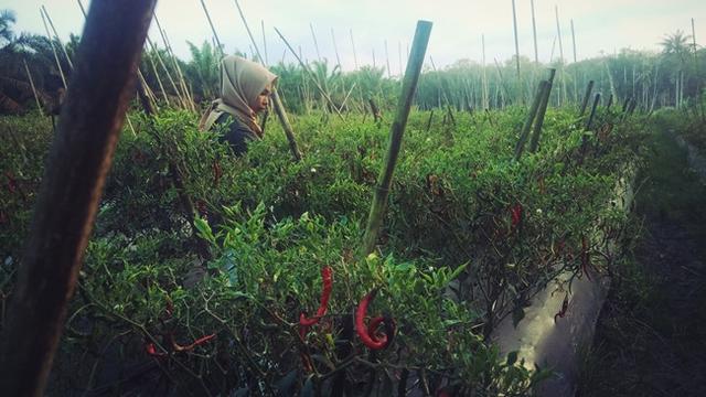 Fasilitator desa, Syafria Ningsih, ikut memanen cabai merah di lahan milik Badri
