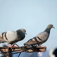 Burung merpati jadi salah satu hewan paling setia di dunia (pixabay)