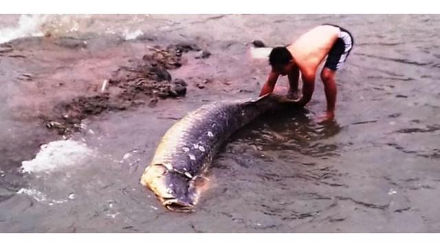 Ikan yang dikenal binatang yang jinak ternyata bisa membuat sebuah fenomena yang membuat kehebohan tersendiri di masyarakat