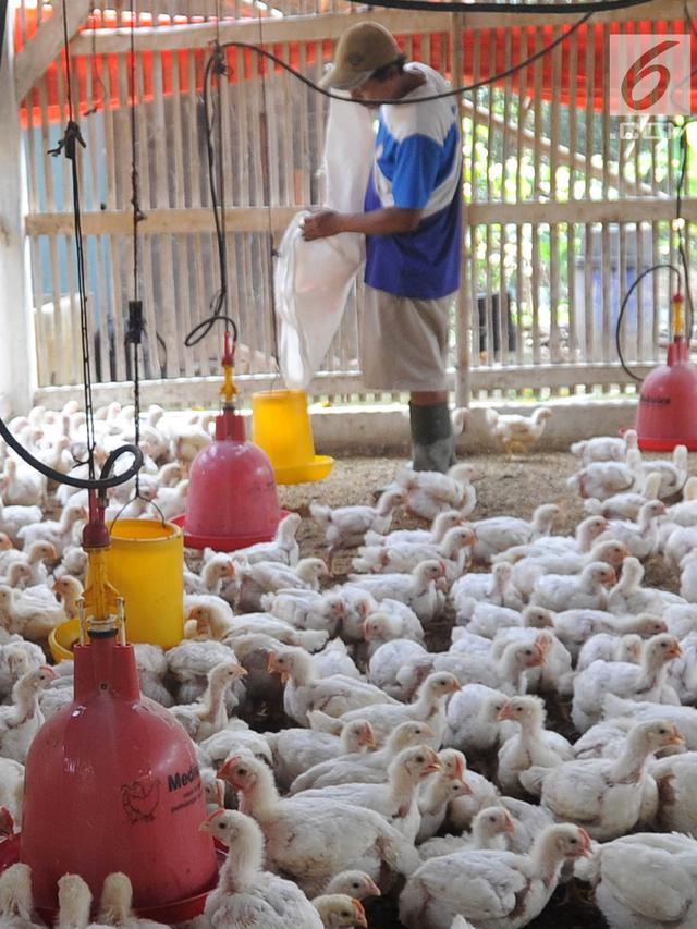 Kementan Yakin Harga Ayam Bakal Turun Awal Agustus Bisnis Liputan6 Com 
