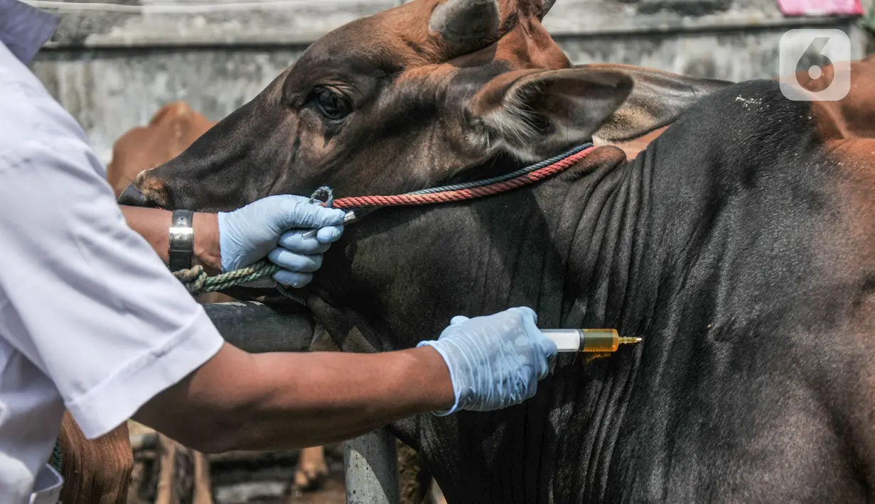 Tim dokter dari Sudin KPKP Jakarta Timur menyuntikan vitamin kepada hewan kurban di Jalan I Gusti Ngurah Rai, Jakarta, Kamis (15/7/2021). Pemeriksaan untuk menjamin kepada masyarakat bahwa hewan kurban yang dijual telah memenuhi syarat kesehatan. (merdeka.com/Iqbal S. Nugroho)